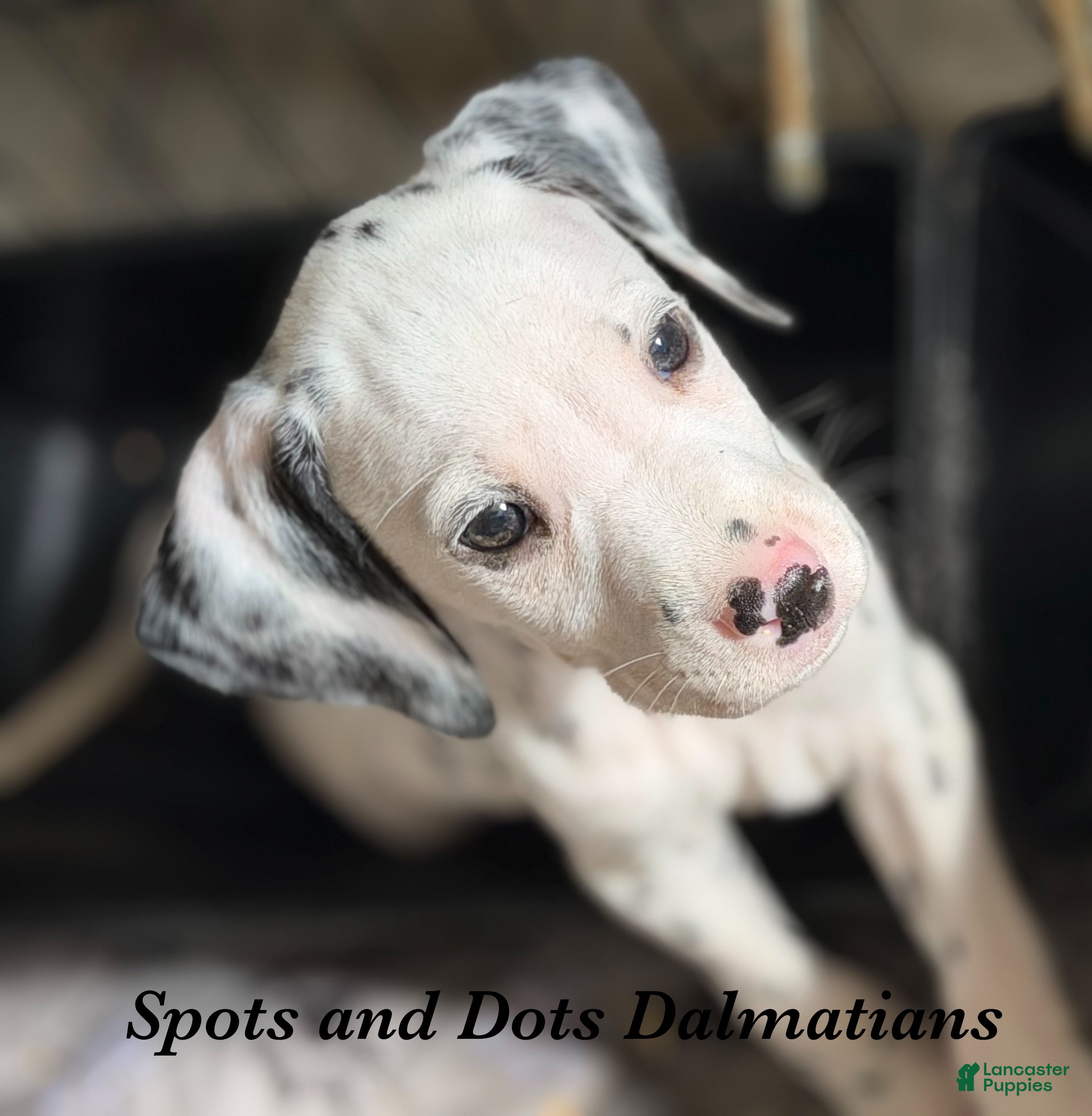 Dalmatian dogs Bo - Ad 2