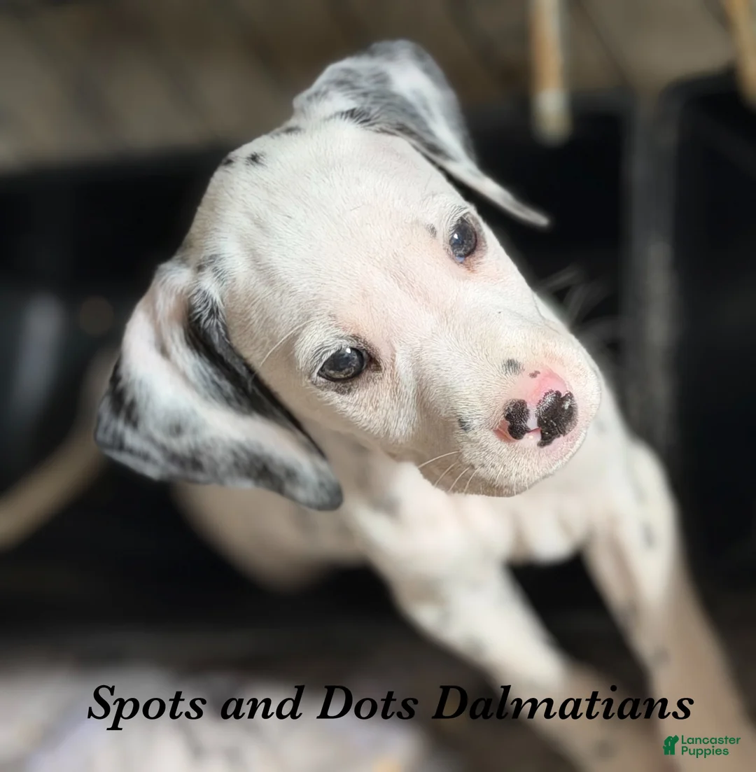 Dalmatian dogs for sale: Bo - Ad 2