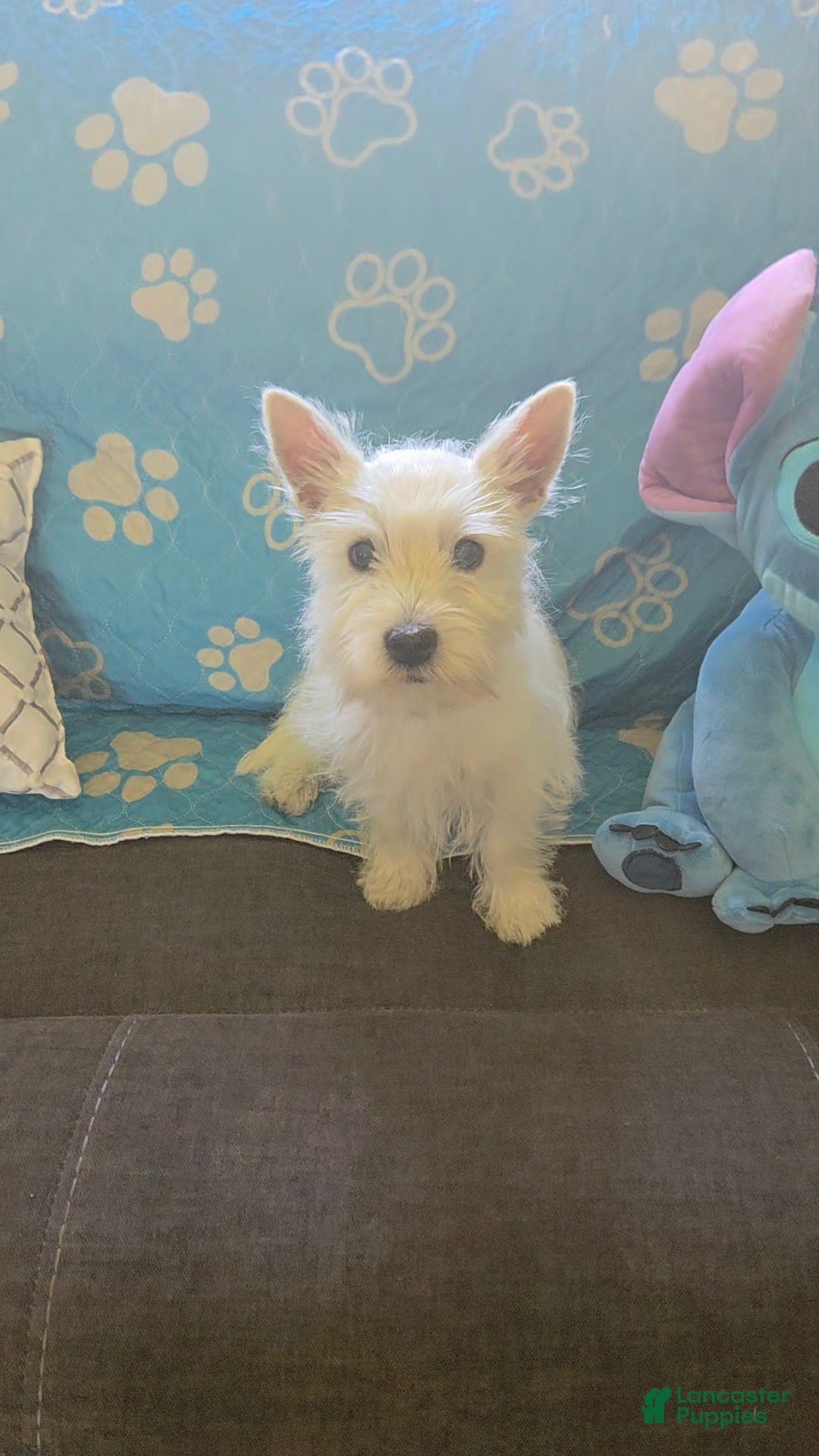 West Highland Terrier dogs Bart - Ad 2