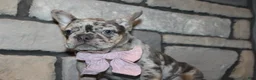 French Bulldog dogs for sale: AKC Zoe - Ad 12