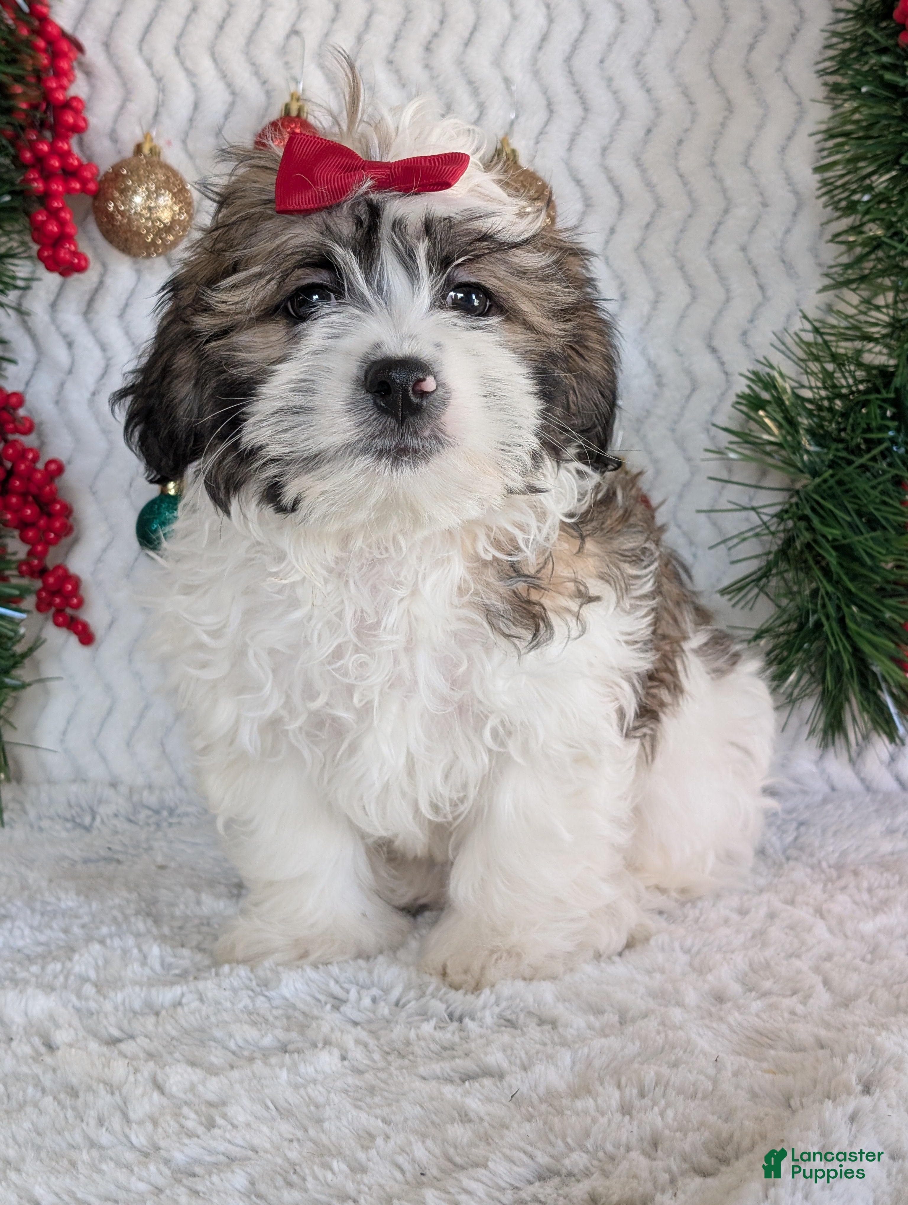 Teddy Bear dogs Jake - Ad 3