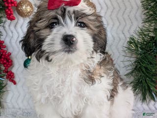 Teddy Bear dogs Jake - Ad 32