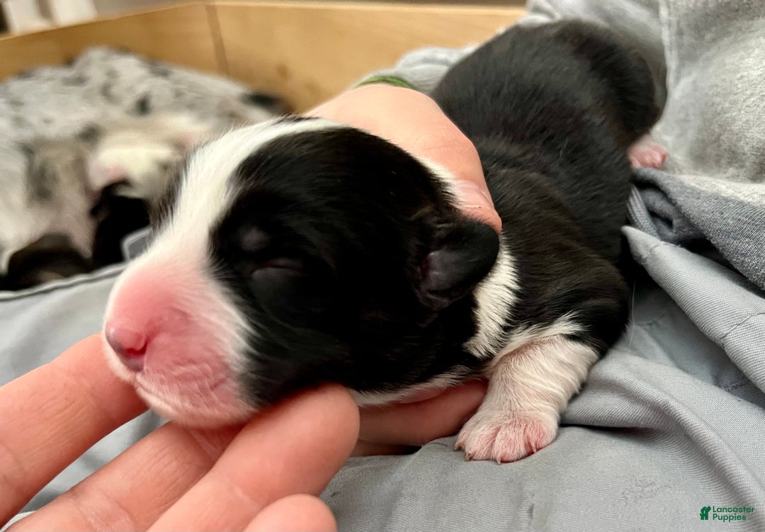 Welsh Corgi Cardigan dogs for sale: Welsh Corgi Cardigan Puppy 7: McFly - Ad 1