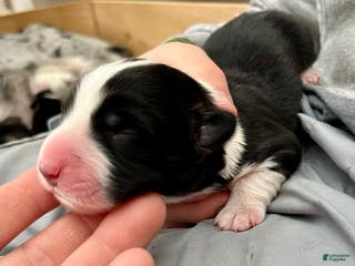 Welsh Corgi Cardigan dogs Welsh Corgi Cardigan Puppy 7: McFly - Ad 5