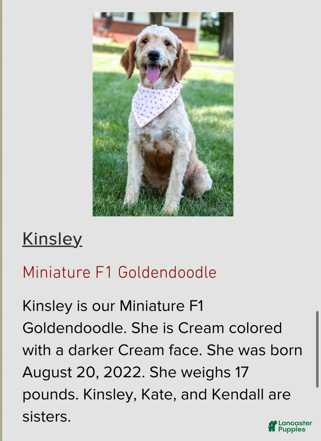 Mini Goldendoodle dogs for sale: Theo - Ad 7