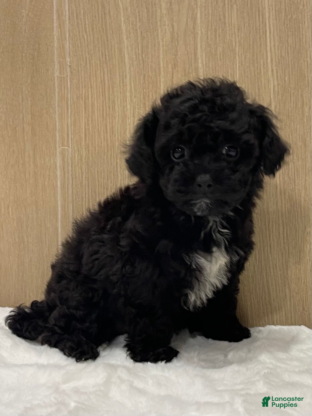 Shihpoo dogs for sale: Angel - Ad 4