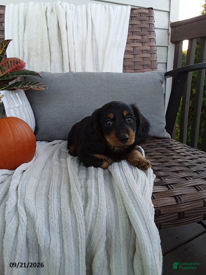 Miniature Dachshund dogs Jace - Ad 2
