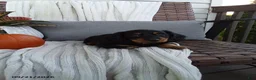 Miniature Dachshund dogs for sale: Jace - Ad 2