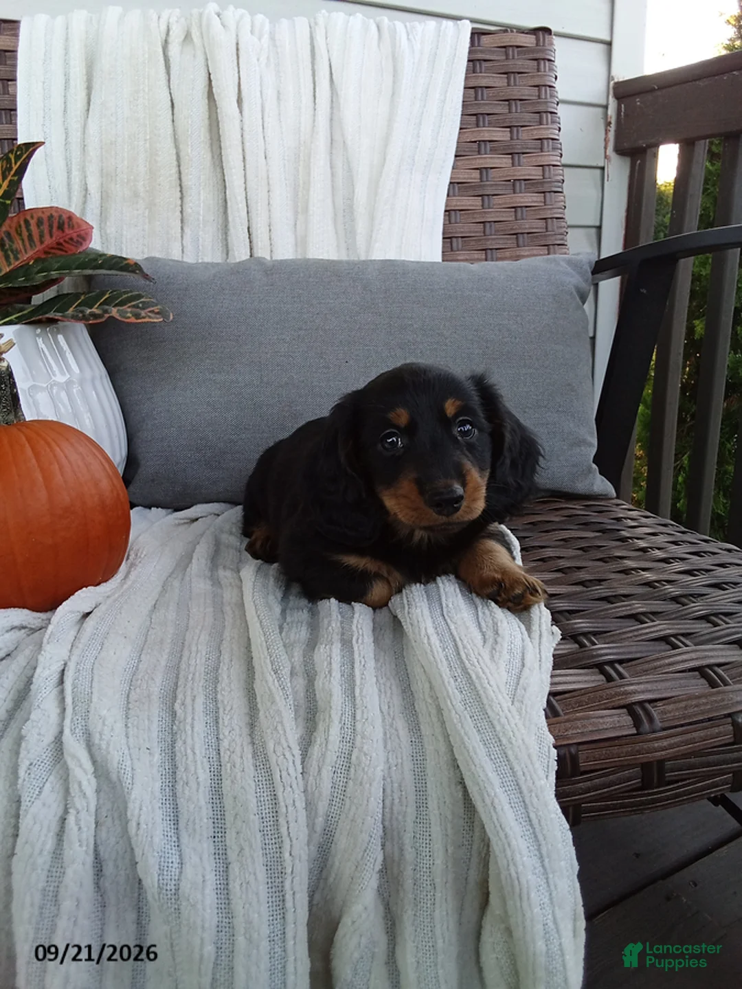Miniature Dachshund dogs for sale: Jace - Ad 2