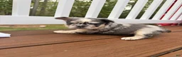 French Bulldog dogs for sale: Bella - Ad 7
