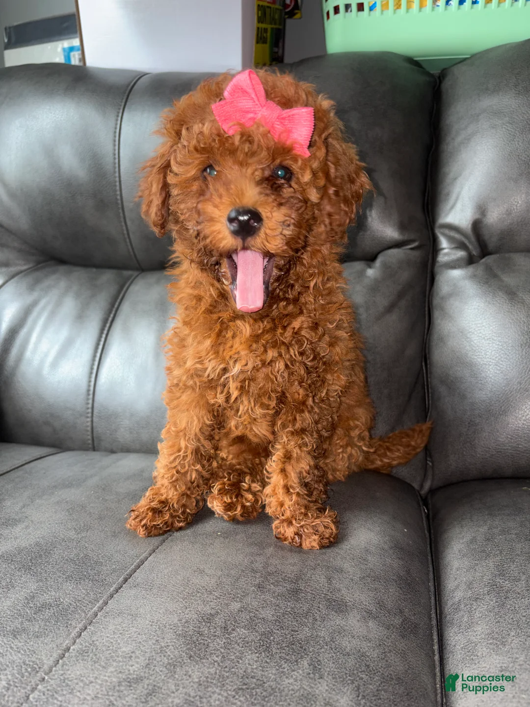Miniature Poodle dogs for sale: Miniature Poodle Puppy 2 - Ad 2
