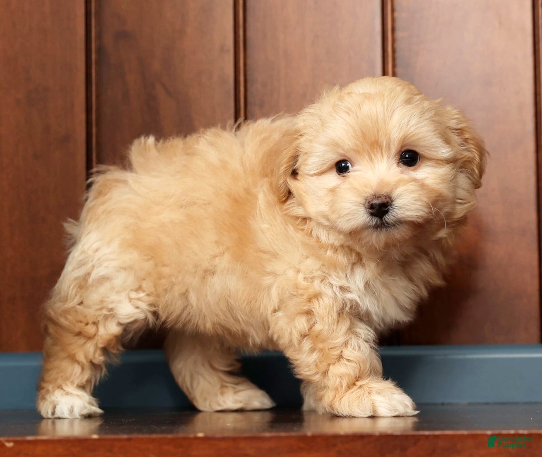 Pomapoo dogs for sale: Tinker - Ad 8