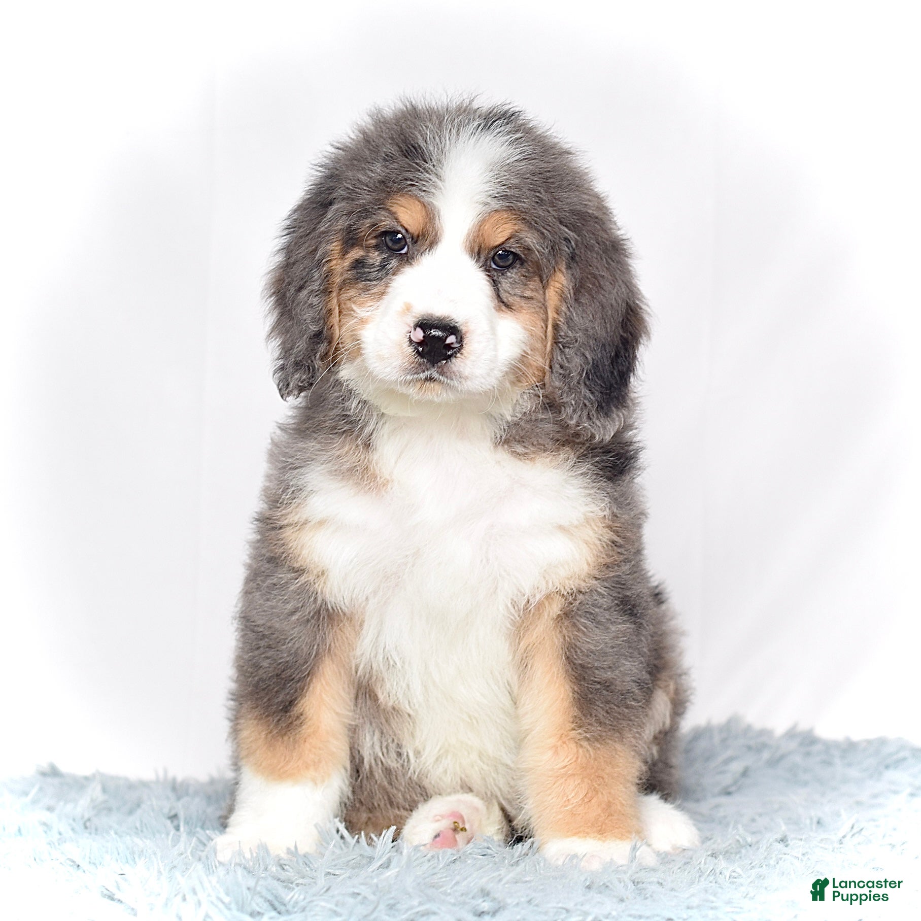 Bernedoodle dogs Mr. Valentino - Ad 2