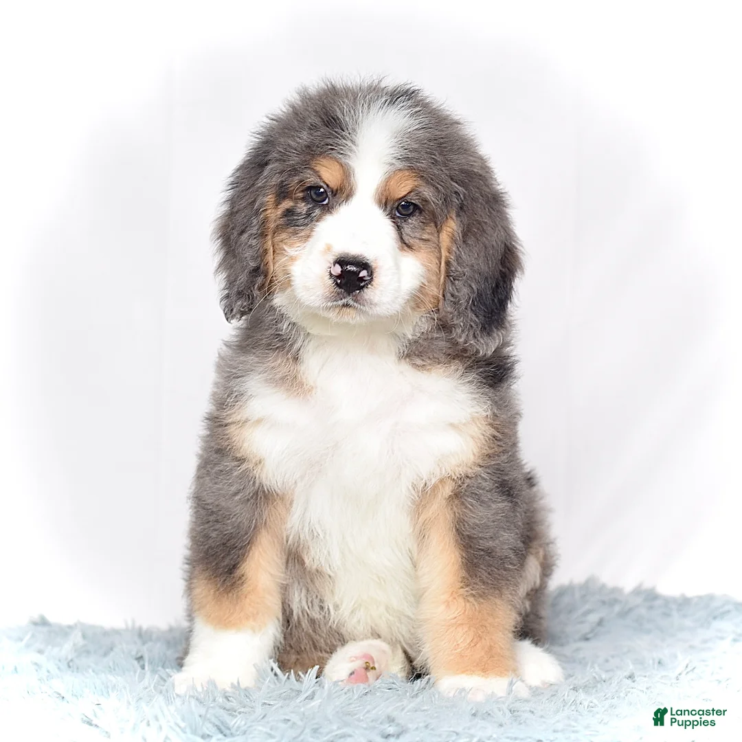 Bernedoodle dogs for sale: Mr. Valentino - Ad 2