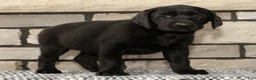 Labrador Retriever dogs for sale: Holly - Ad 5