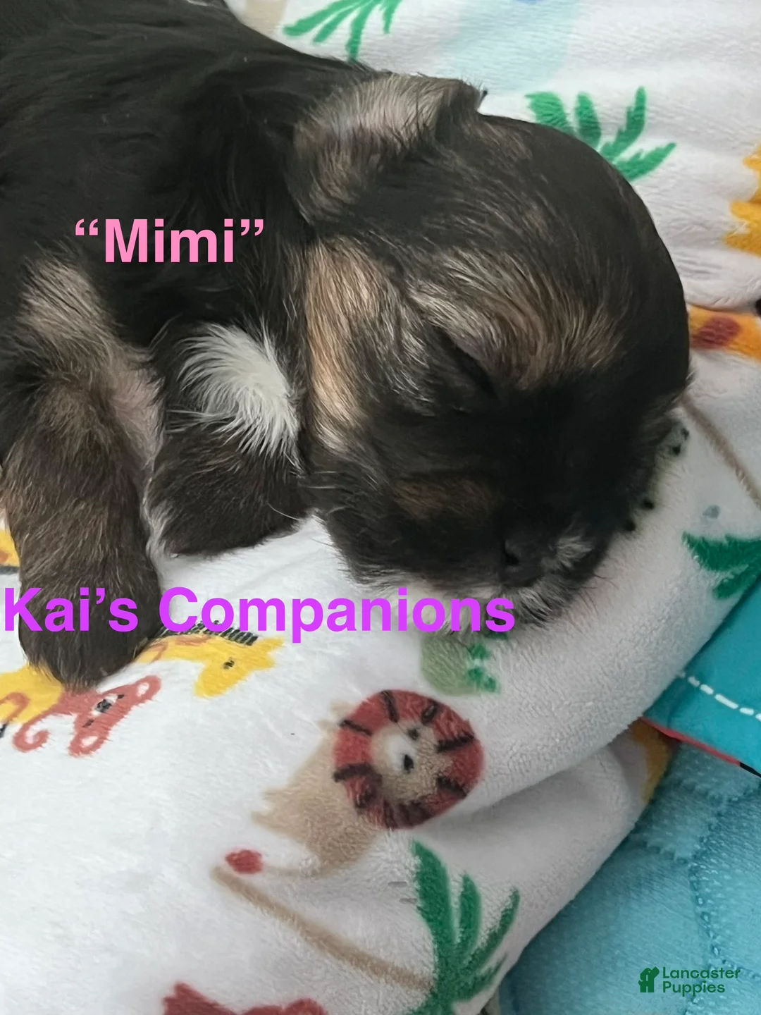 Morkie dogs for sale: Mimi - Ad 2