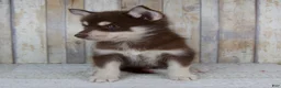 Pomsky dogs for sale: Copper - Ad 5
