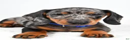 Miniature Dachshund dogs for sale: Echo - Ad 7