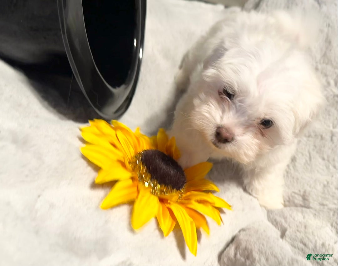 Mixed Breed dogs for sale:  Lhatese Breed “Daisy” - Ad 10