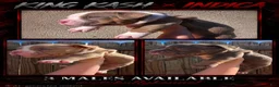 American Bully dogs for sale: American Bully 2 - Ad 3