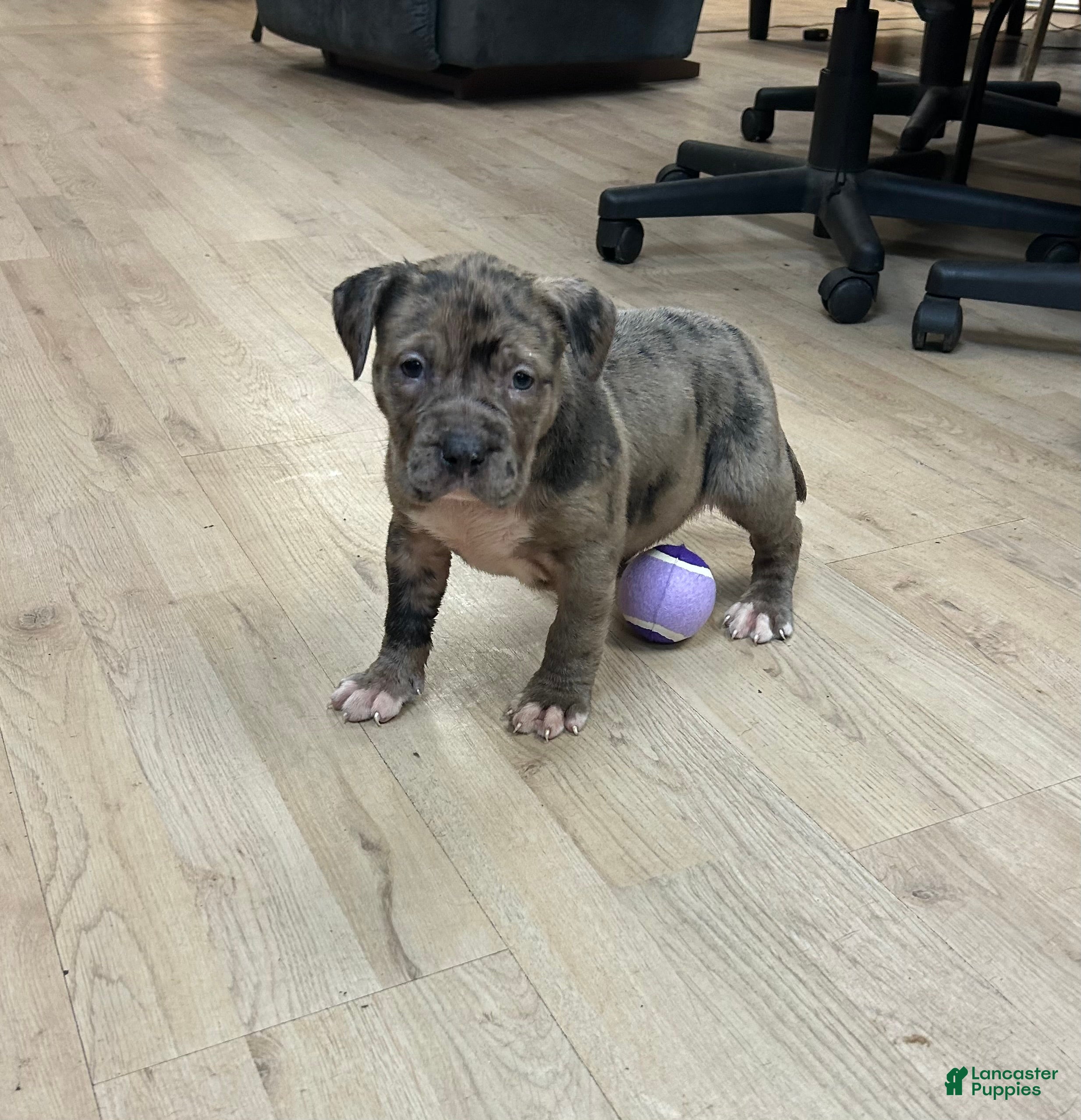 American Bully dogs American Bully Puppy 3 - Ad 1