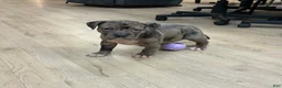 American Bully dogs for sale: American Bully Puppy 3 - Ad 3