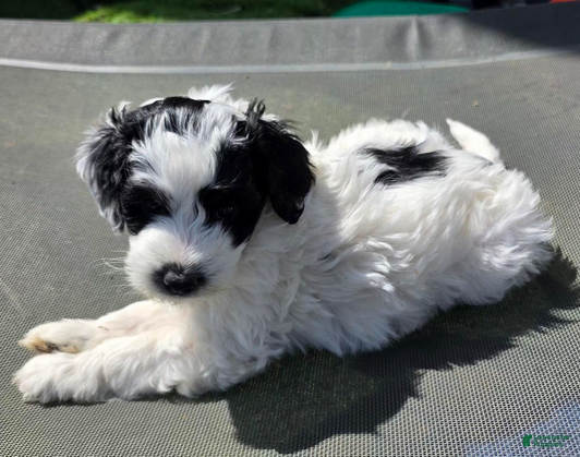 Bernedoodle dogs Chip - Ad 1