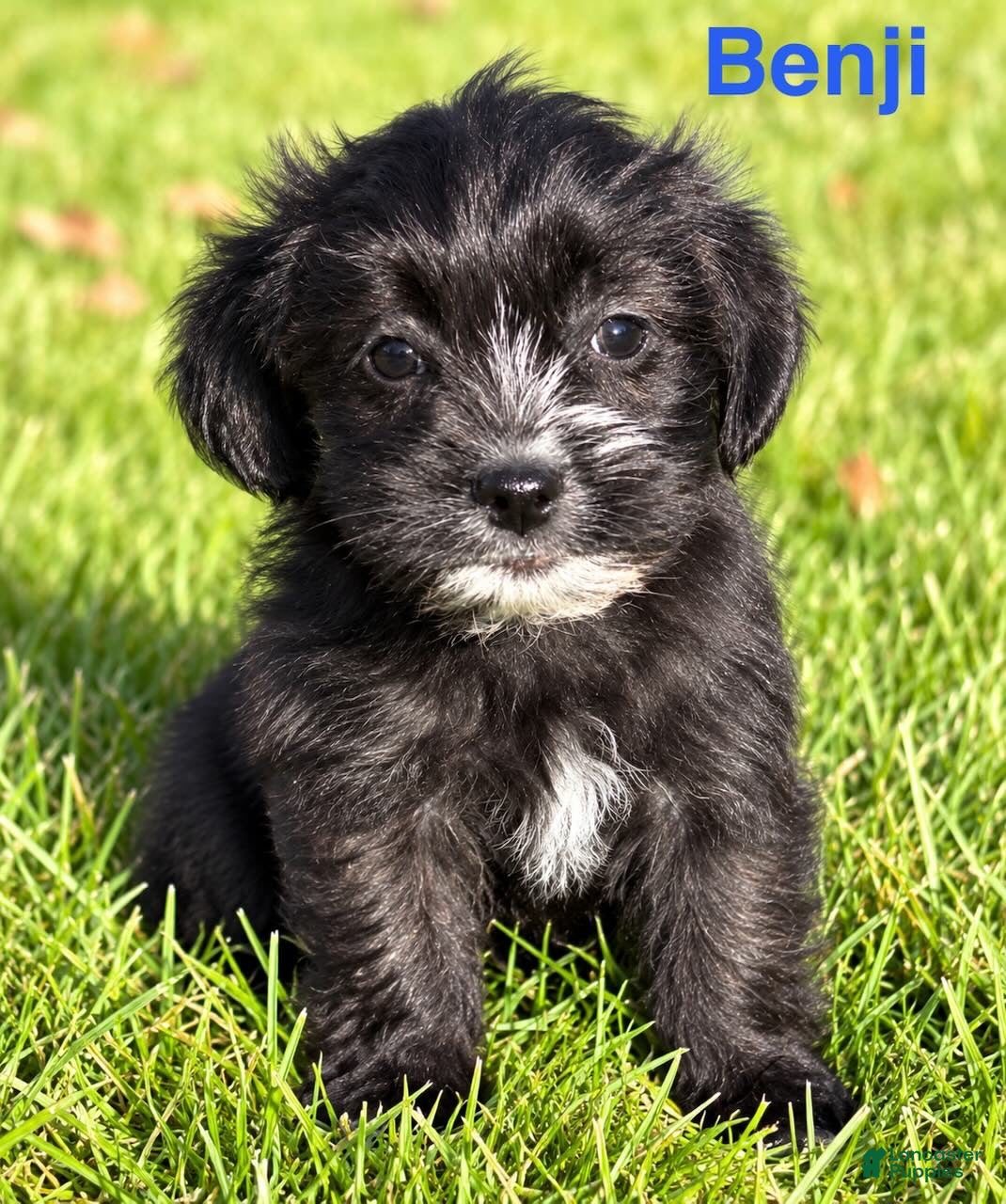 Shihpoo dogs Benji - Ad 1