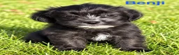 Shihpoo dogs for sale: Benji - Ad 1