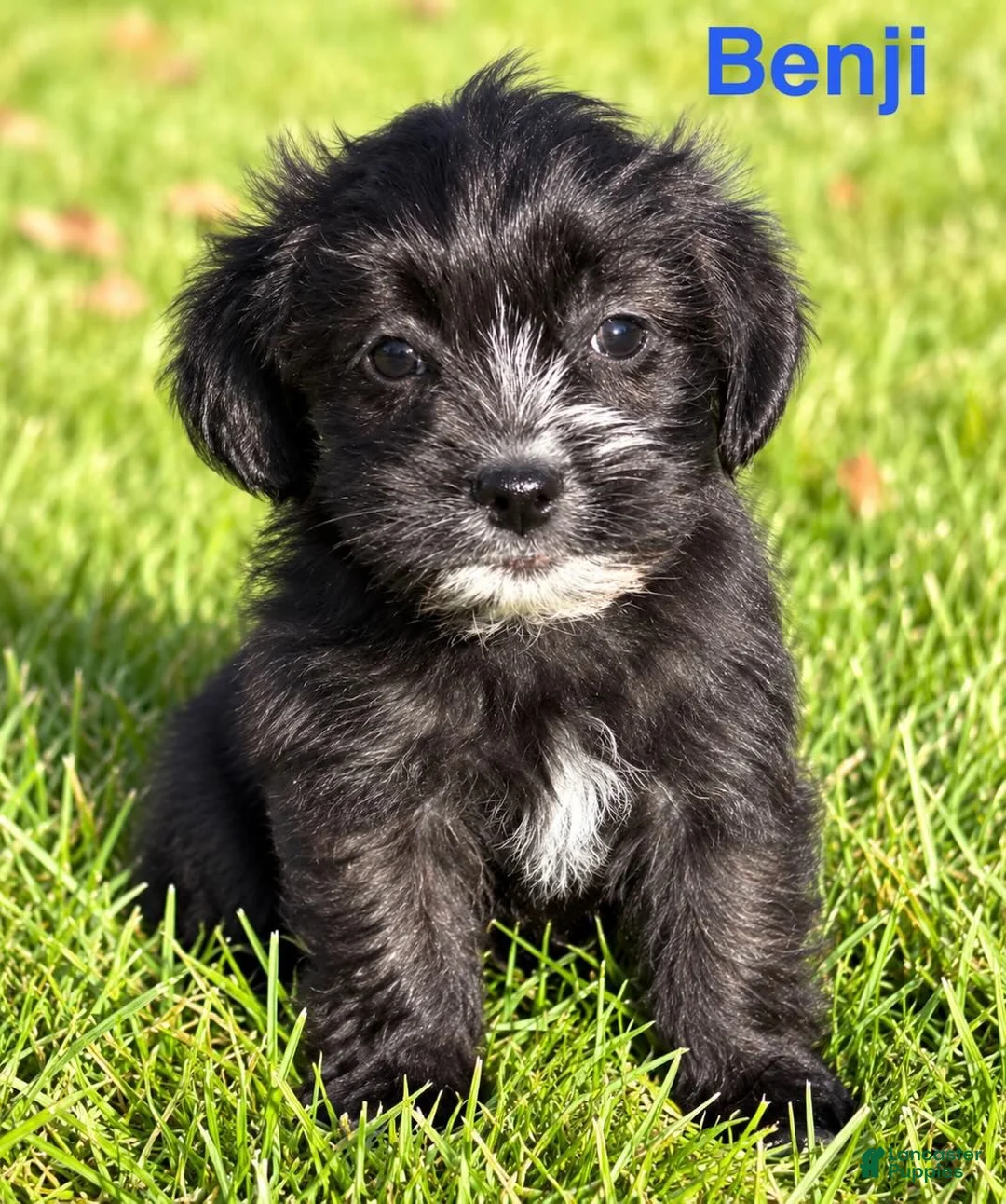 Shihpoo dogs for sale: Benji - Ad 1