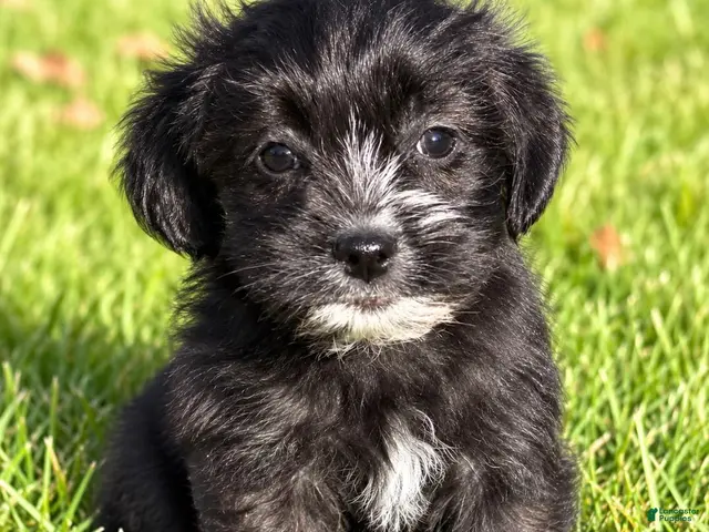 Shihpoo dogs Benji - Ad 1