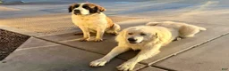 Mixed Breed dogs for sale: Mixed Breed 1 - Ad 2