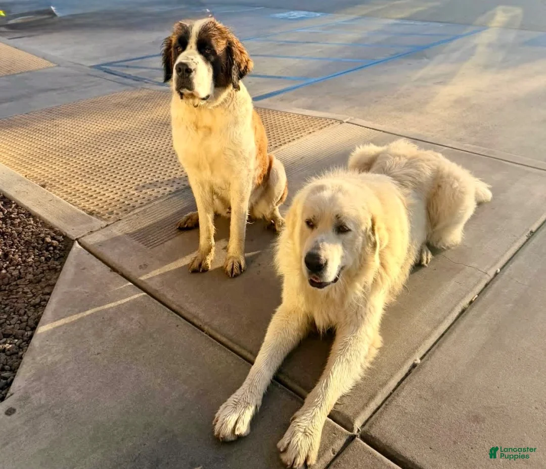 Mixed Breed dogs for sale: Mixed Breed 1 - Ad 2