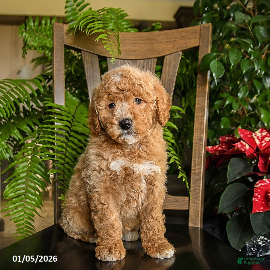 Mini Bernedoodle dogs Trooper - Ad 21