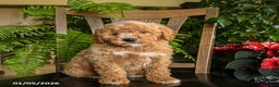 Mini Bernedoodle dogs for sale: Trooper - Ad 1