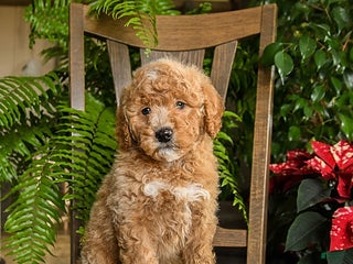 Mini Bernedoodle dogs Trooper - Ad 21