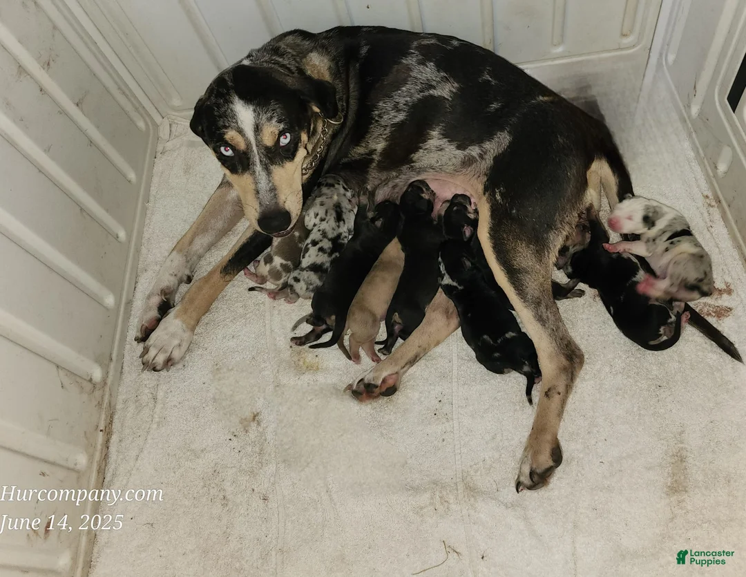 Catahoula Leopard Dog dogs for sale: Tess 2025 Female 3 - Ad 10