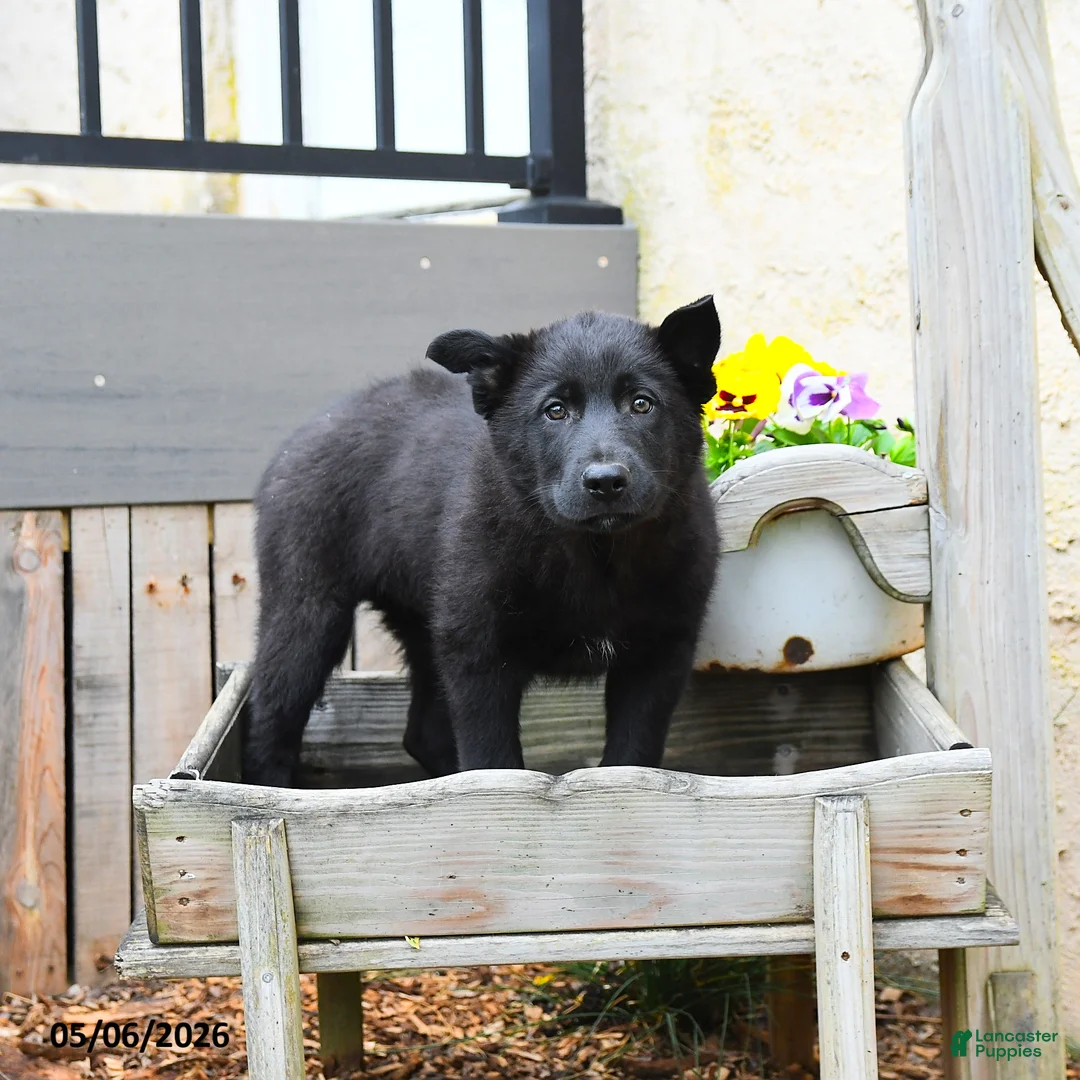 Mixed Breed dogs for sale: Charlie  - Ad 2