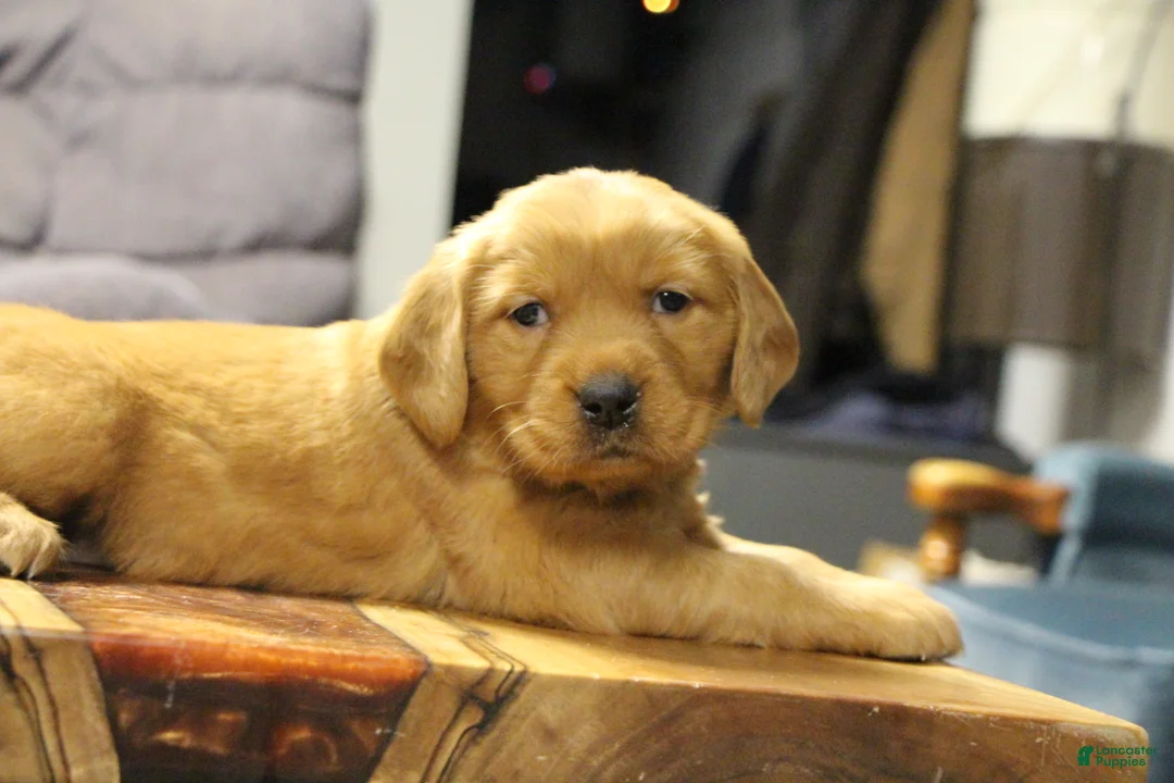 Golden Retriever dogs for sale: Ryder - Ad 4