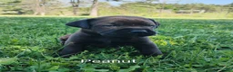 Mixed Breed dogs for sale: Peanut - Ad 4