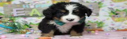 Bernese Mountain Dog dogs for sale: Cooper  - Ad 2
