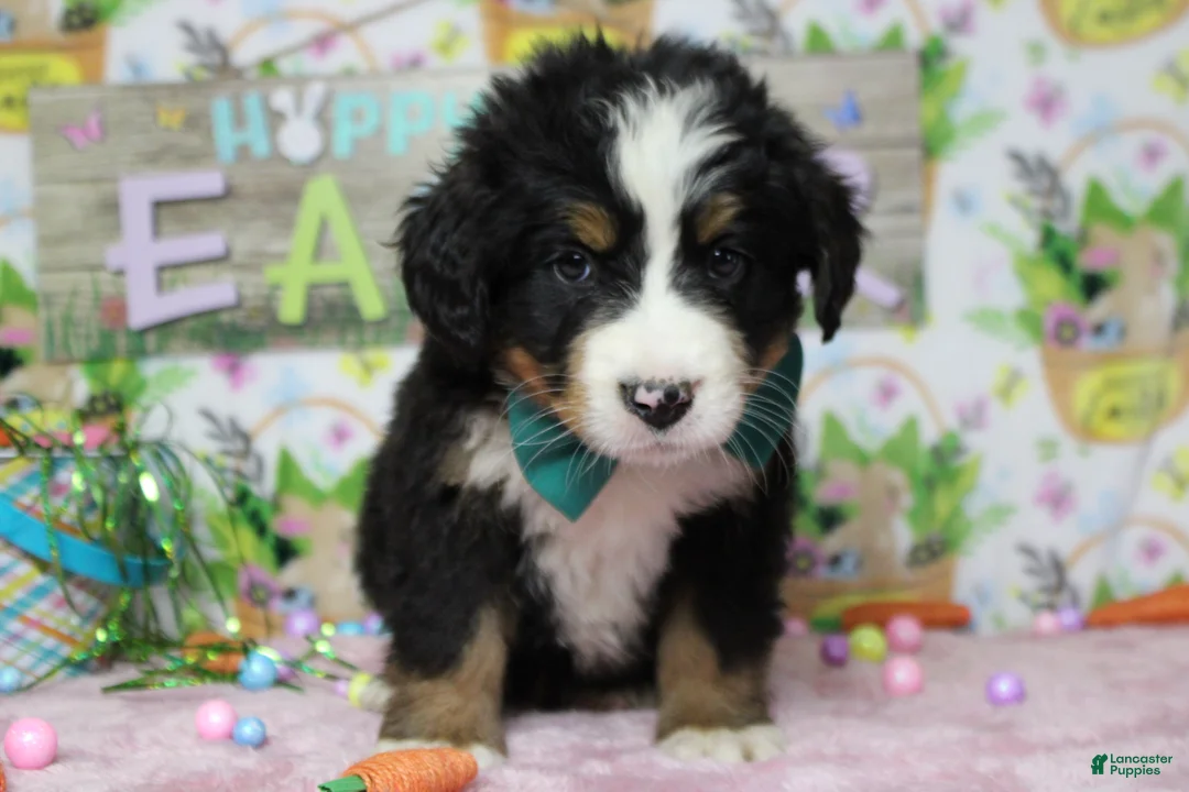 Bernese Mountain Dog dogs for sale: Cooper  - Ad 2
