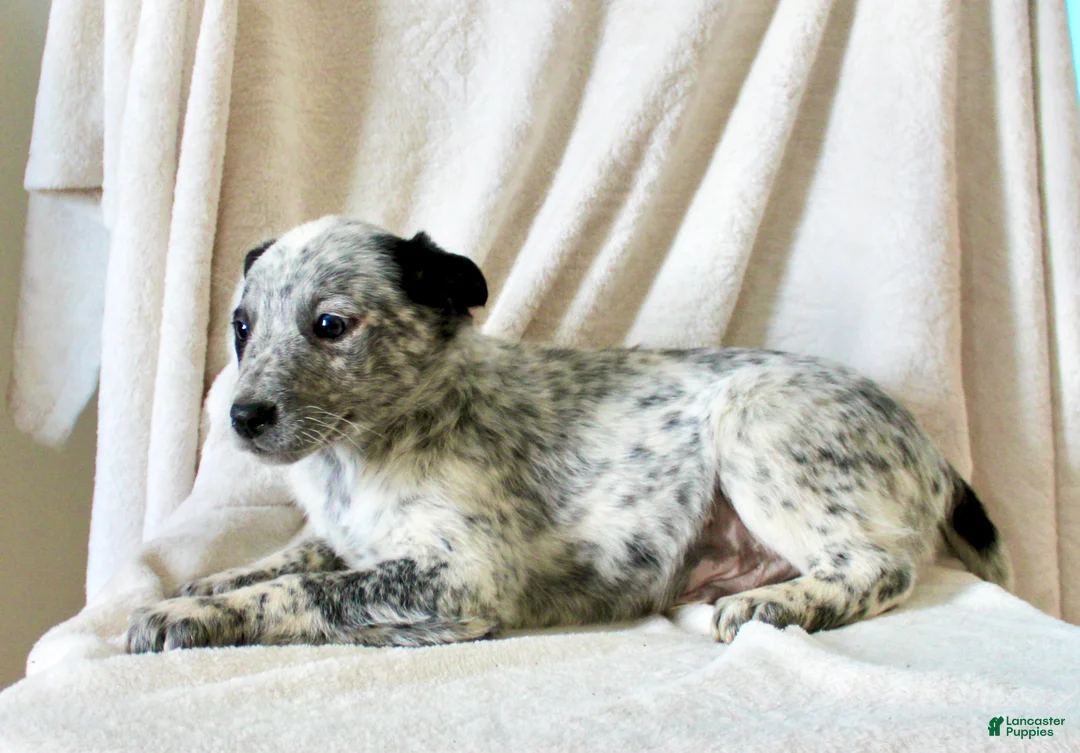 Australian Cattle Dog dogs for sale: Randy - Ad 4