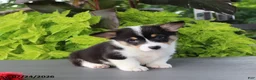 Welsh Corgi Pembroke dogs for sale: Lily - Ad 4