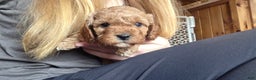Cavapoo dogs for sale: River - Ad 11