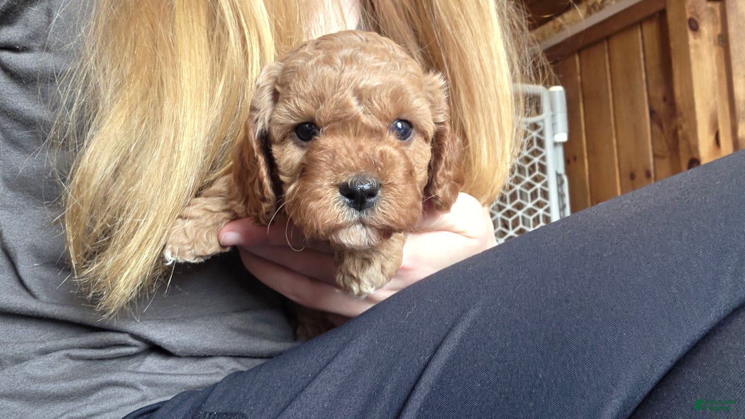 Cavapoo dogs for sale: River - Ad 11