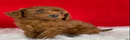 Mini Goldendoodle dogs for sale: Copper - Ad 3
