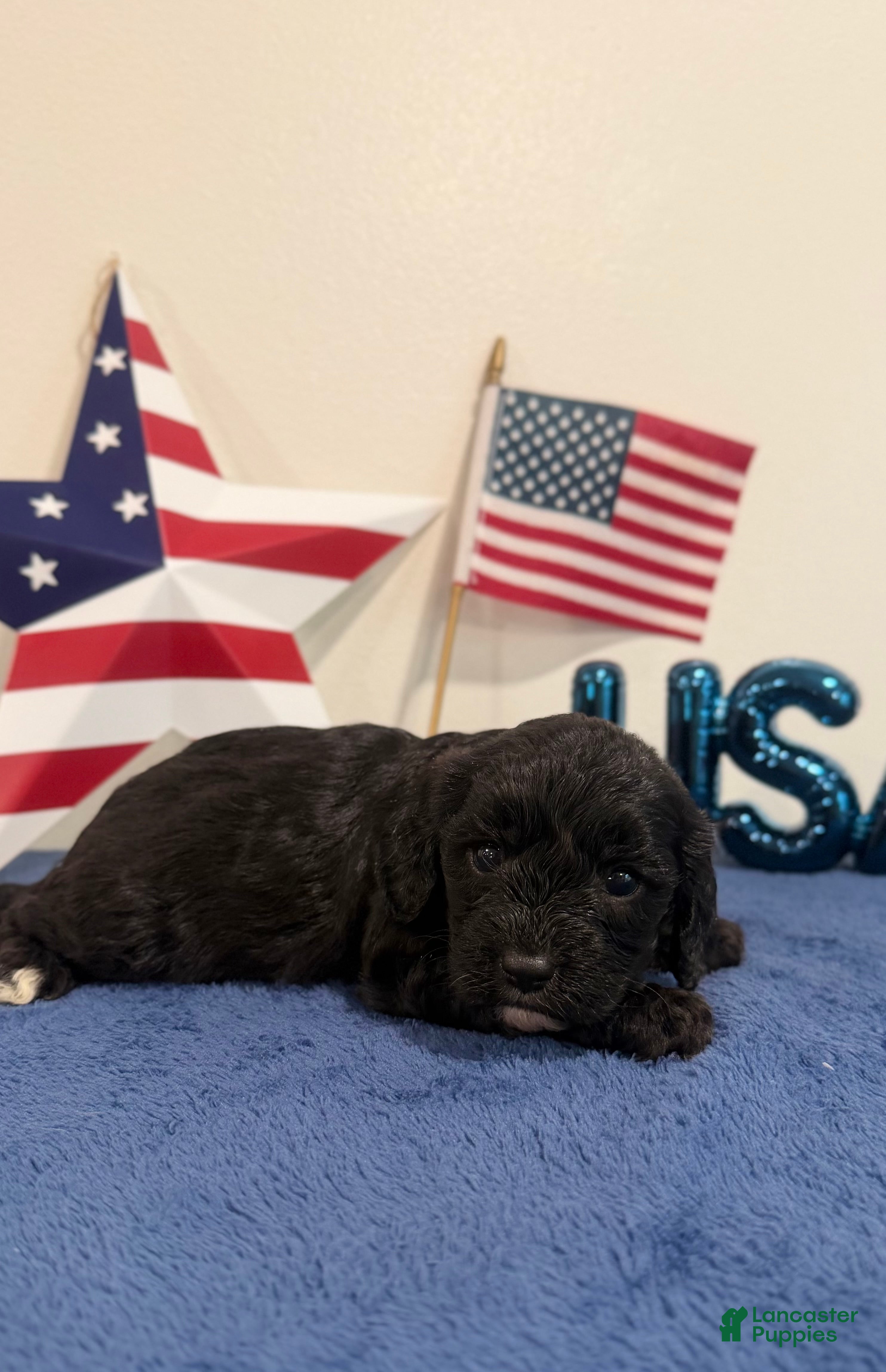 Cavapoo dogs Rocket - Ad 2
