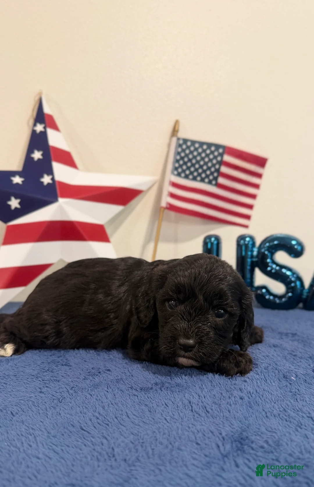 Cavapoo dogs for sale: Rocket - Ad 2