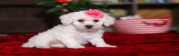 Bichon Frise dogs for sale: Roanna - Ad 3